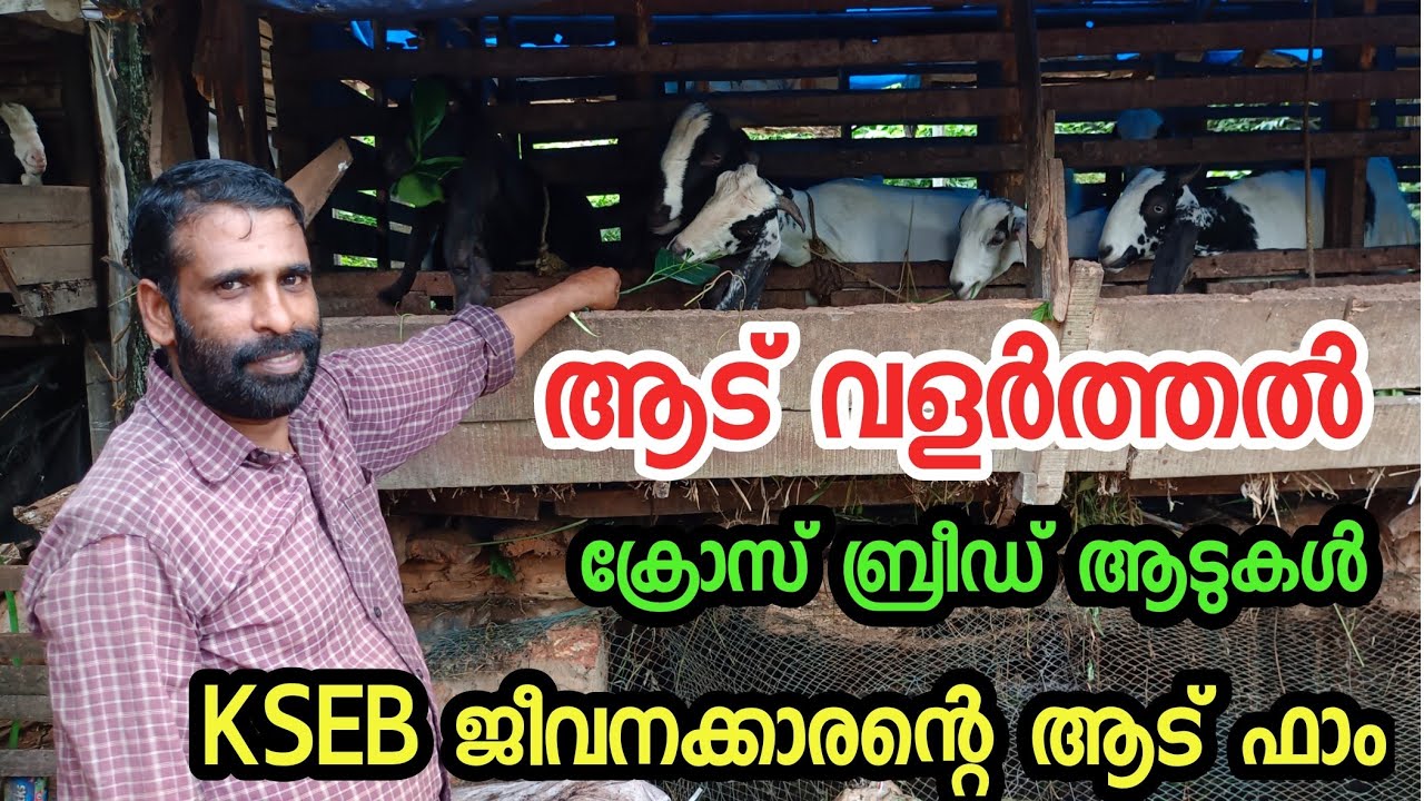 goat farming in kerala|goat farming Malayalamആട വളർത്തൽ ലാഭകരം |ആട് വളർത്തൽ