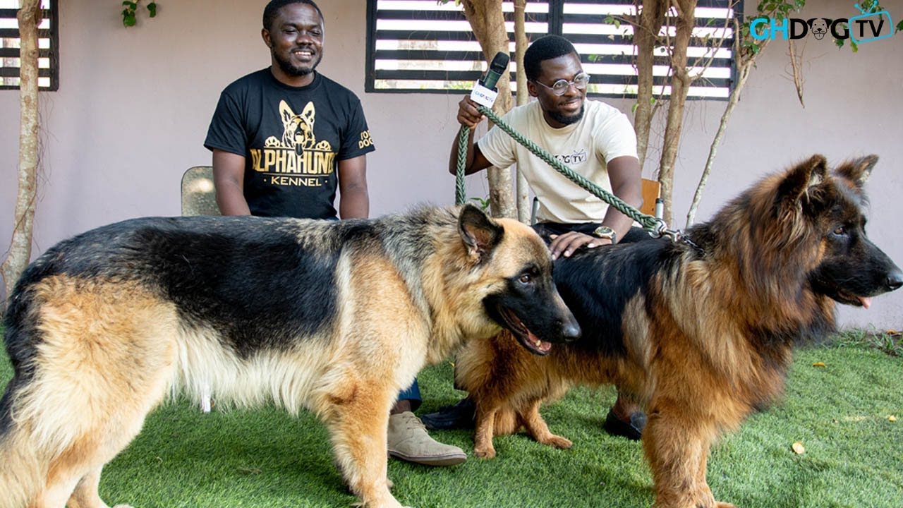 A visit to Alpha Hunde Kennels | The pharmacist who breeds top quality pedigree dogs