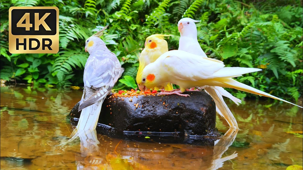 Beautiful Cockatiel Flock Feeding by the Water • Soothing Nature Sounds for Relaxation