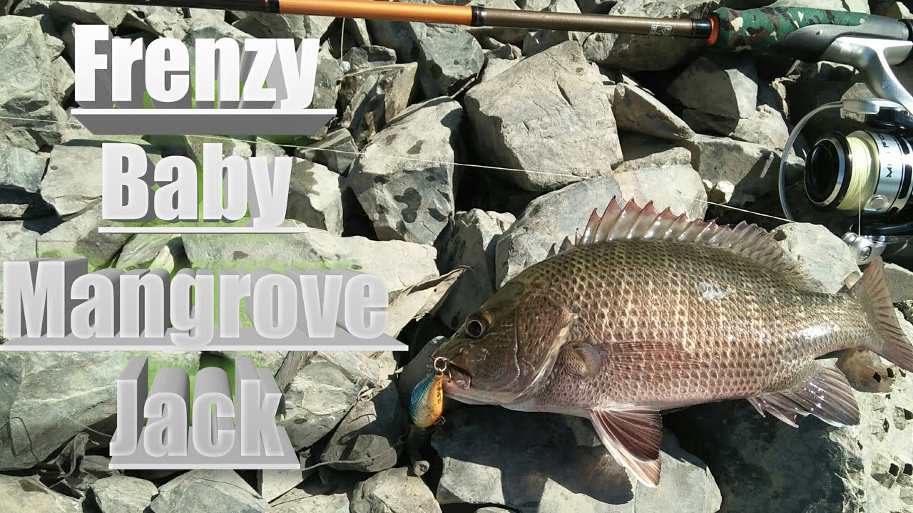 Frenzy Mangrove Jack💥3 hours 3 Baby Mj!💥(ultralight fishing)