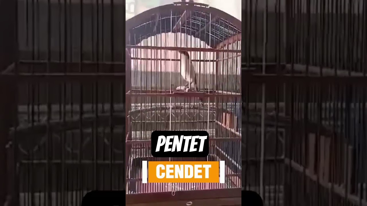 cendet || pentet 