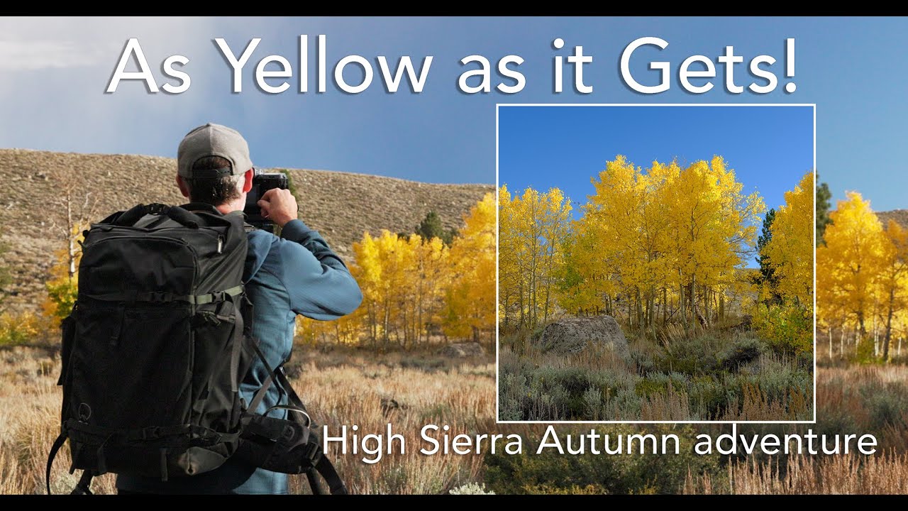 Photographing a Grove of Bright Yellow Aspen trees