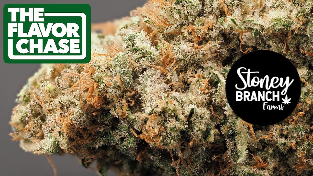 The Flavor Chase | 22 | Hemp Flower Review | Blueberry Waffles by Stoney Branch | High Times Winner!