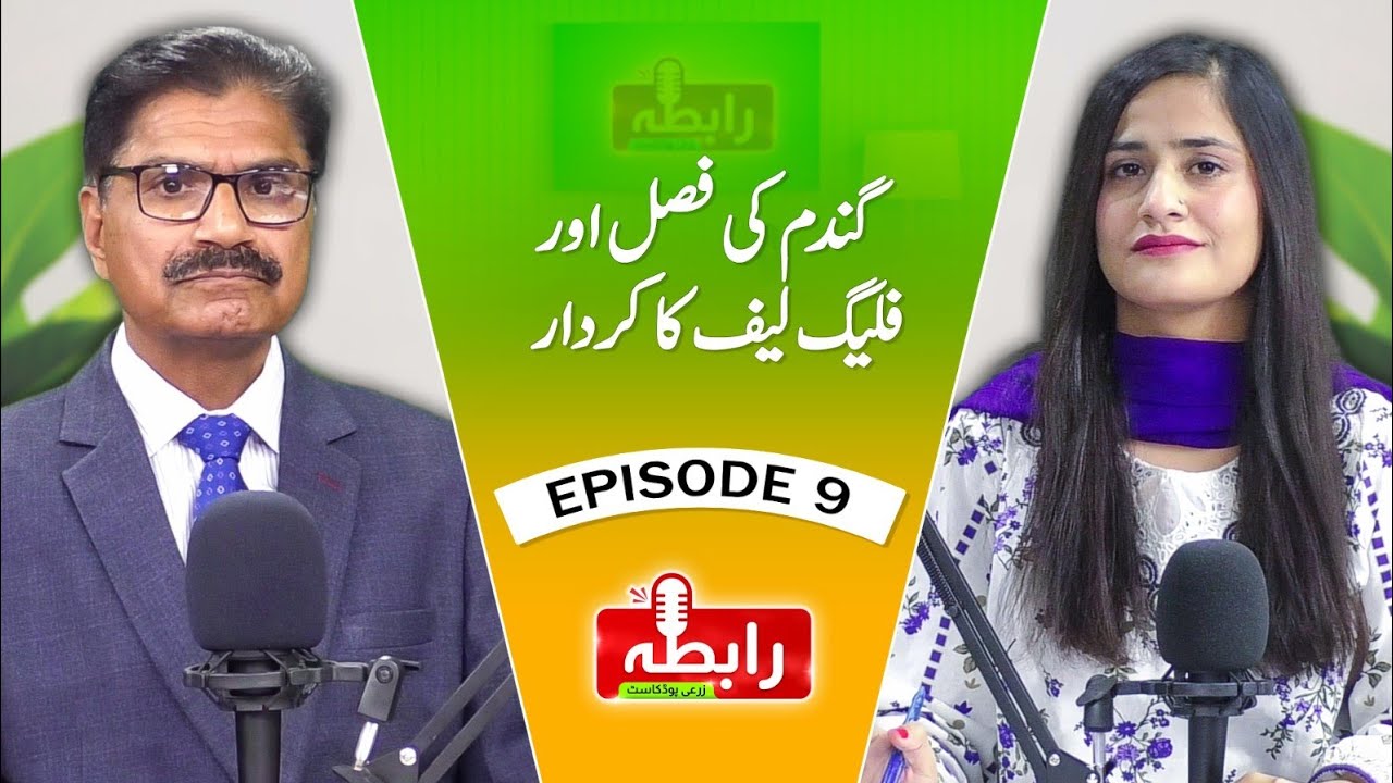 Raabta | گندم کی فصل اور فلیگ لیف کا کردار | EP 9