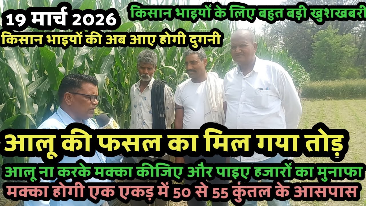 किसान भाइयों के लिए खुशखबरी मक्का की फसल कीजिए और दोहरा लाभ उठाइए 