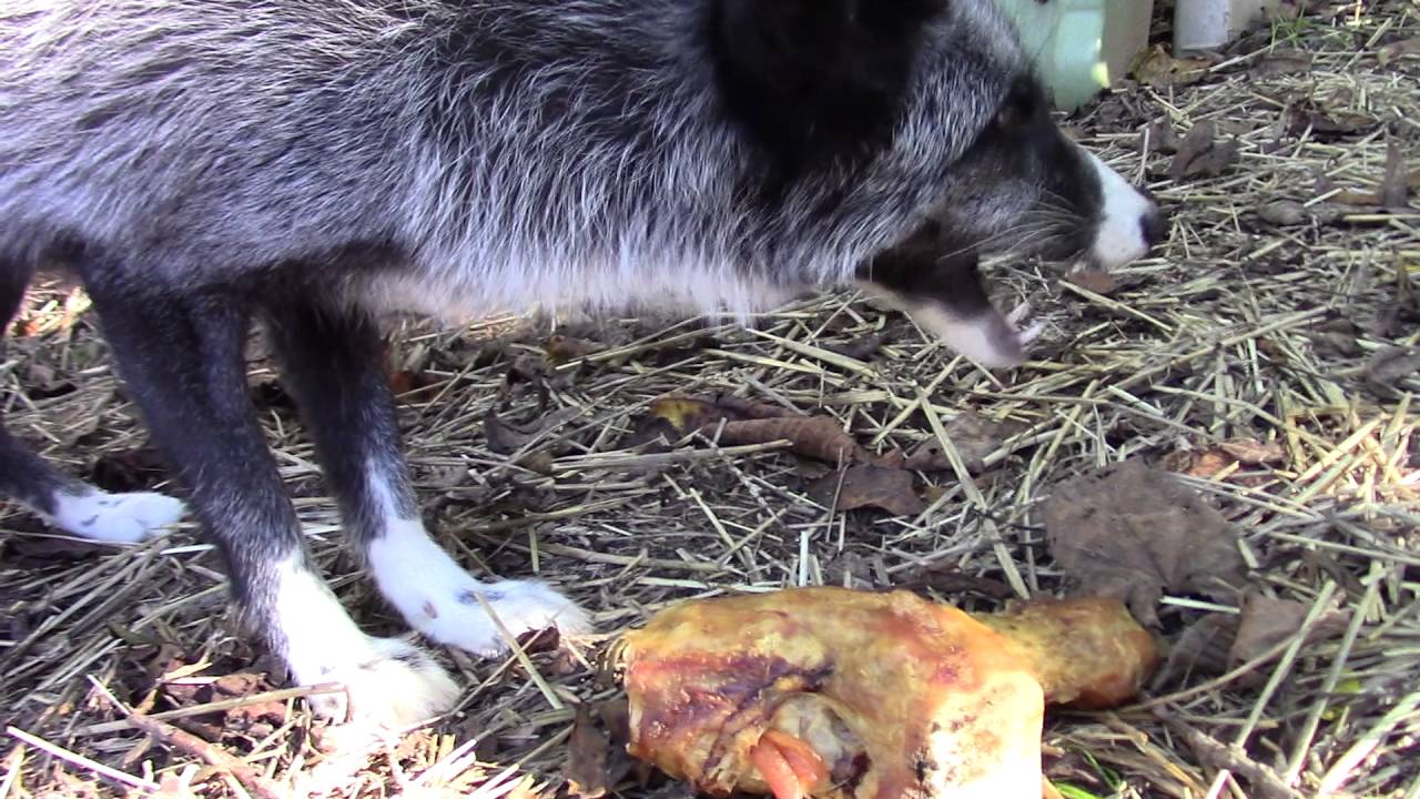 GIVIN' THE FOX A BONE