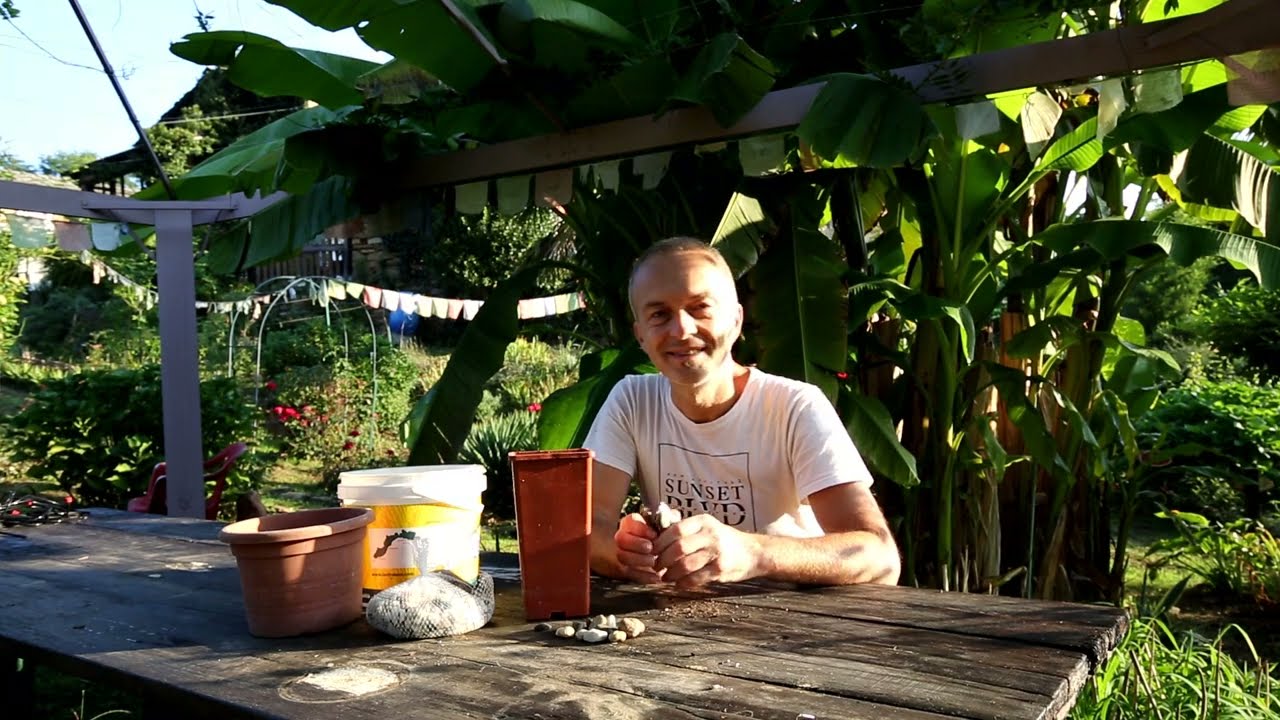 Video 165 - Lithops, mimetismo e rinvaso