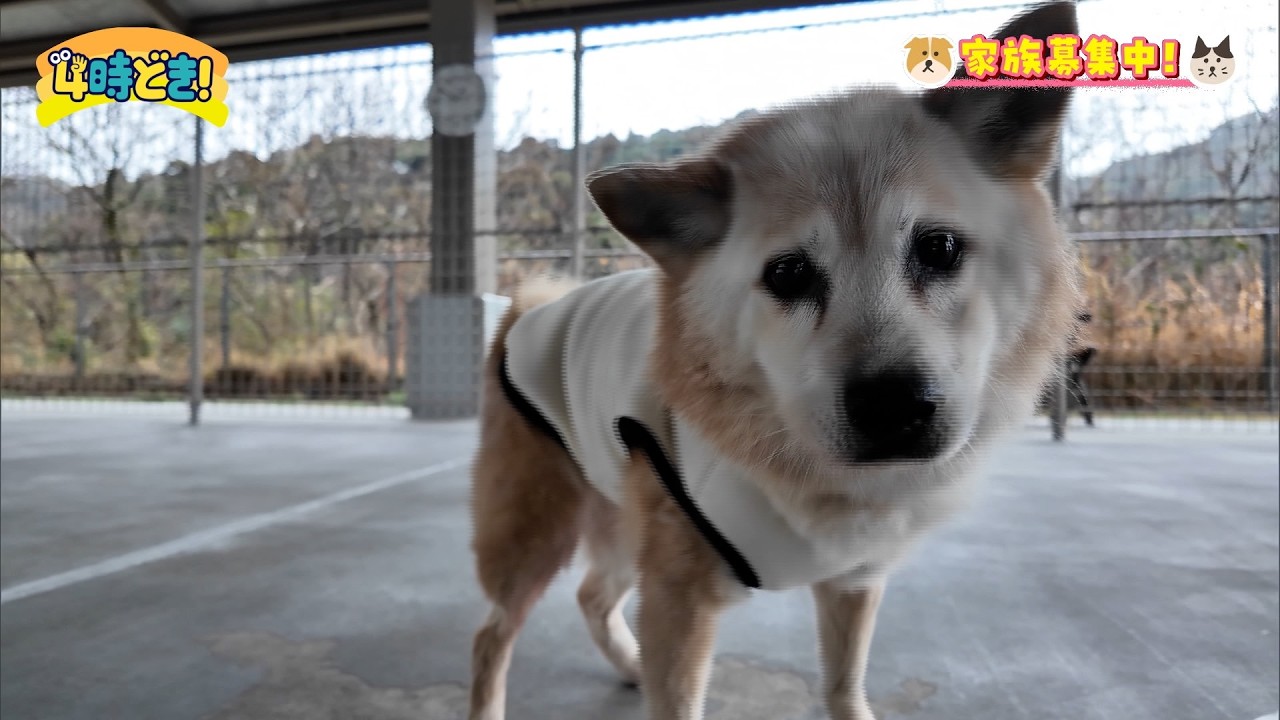 いのちの大切さを学ぶ『みやざき動物愛護センター』＆我が家のペット自慢　2026年3月5日（木）「4時どき！」