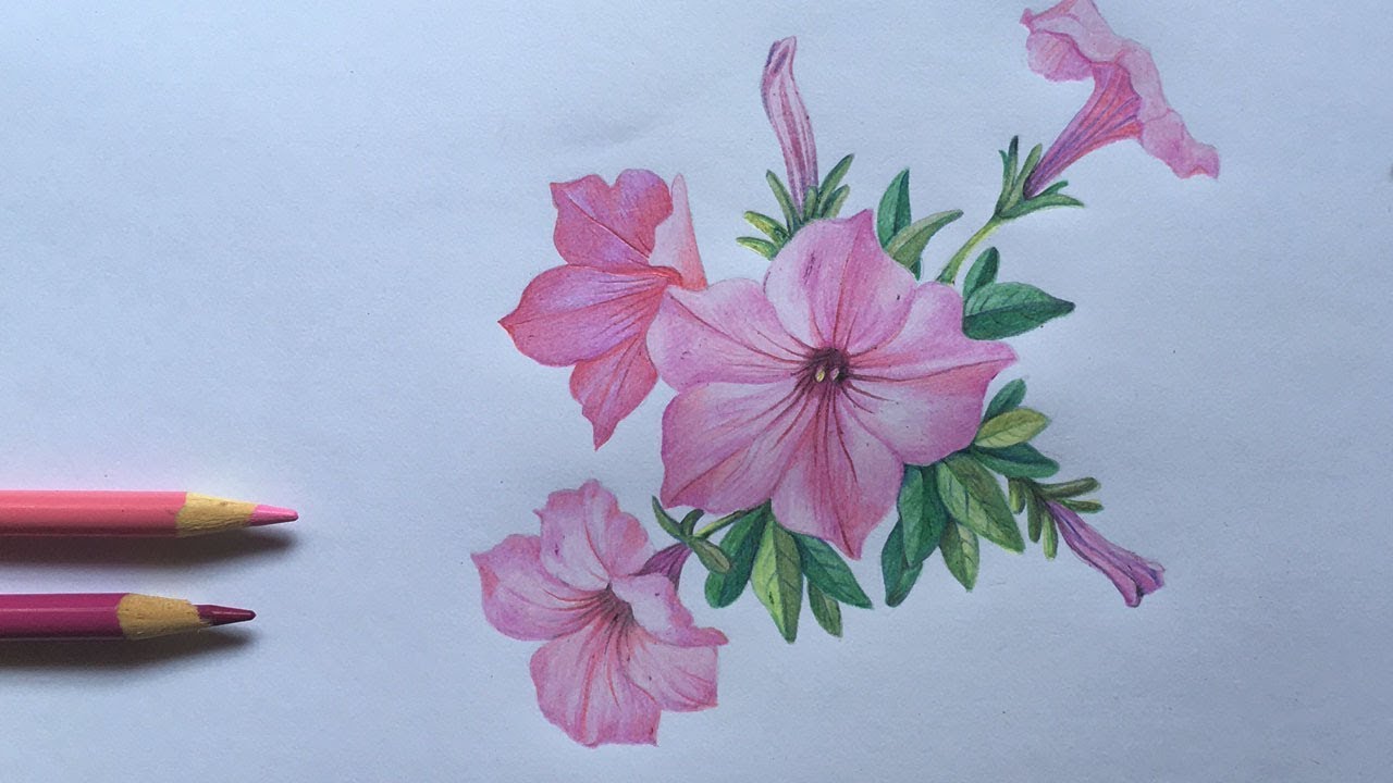 Petunia Flowers Drawing in Color Pencils | How to Draw Flower | Crayola Color Pencils