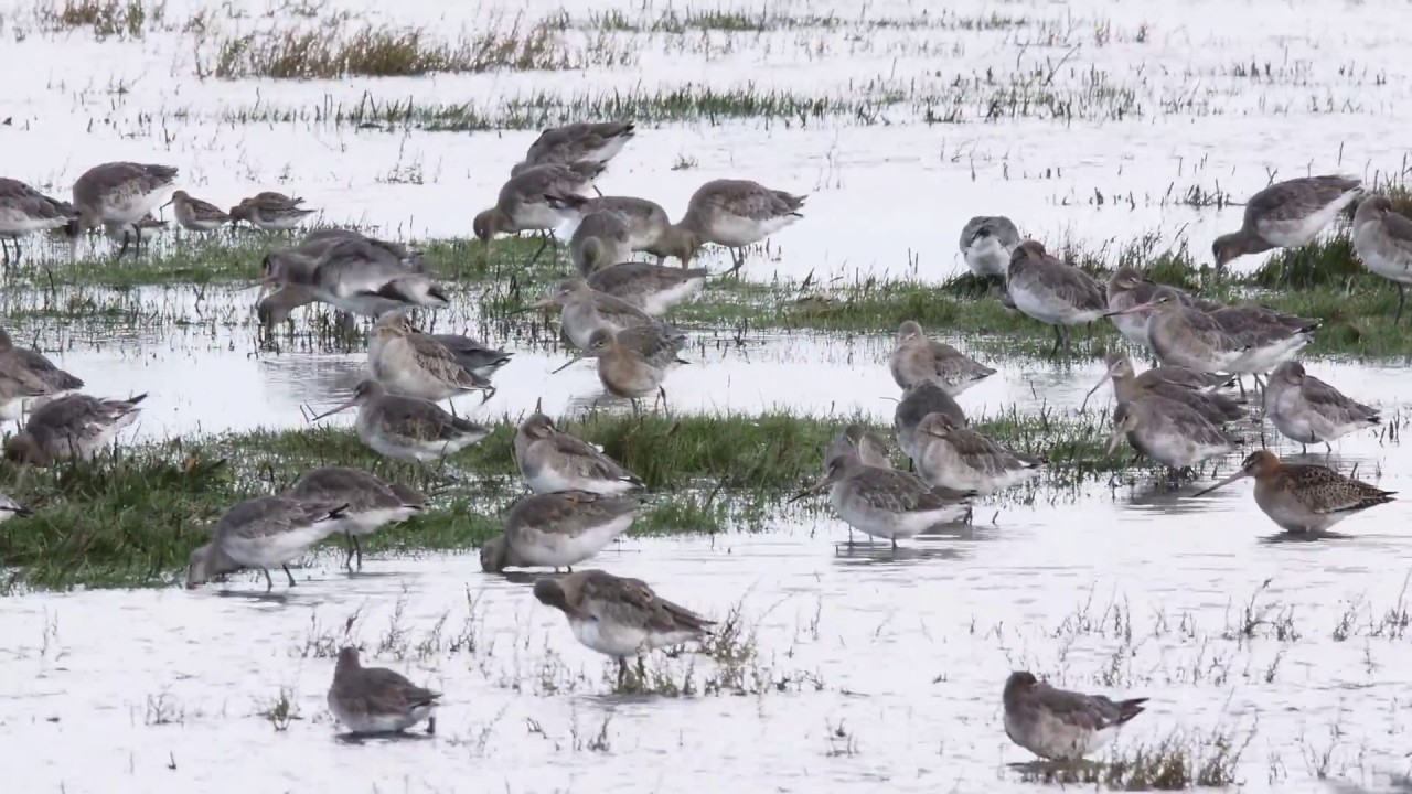 Black-tailed Godwits   -  flushed by a Merlin -  Ribble Estuary NNR