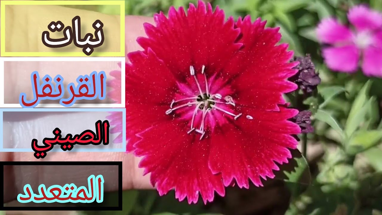نبات القرنفل الصيني سحر في فوائده