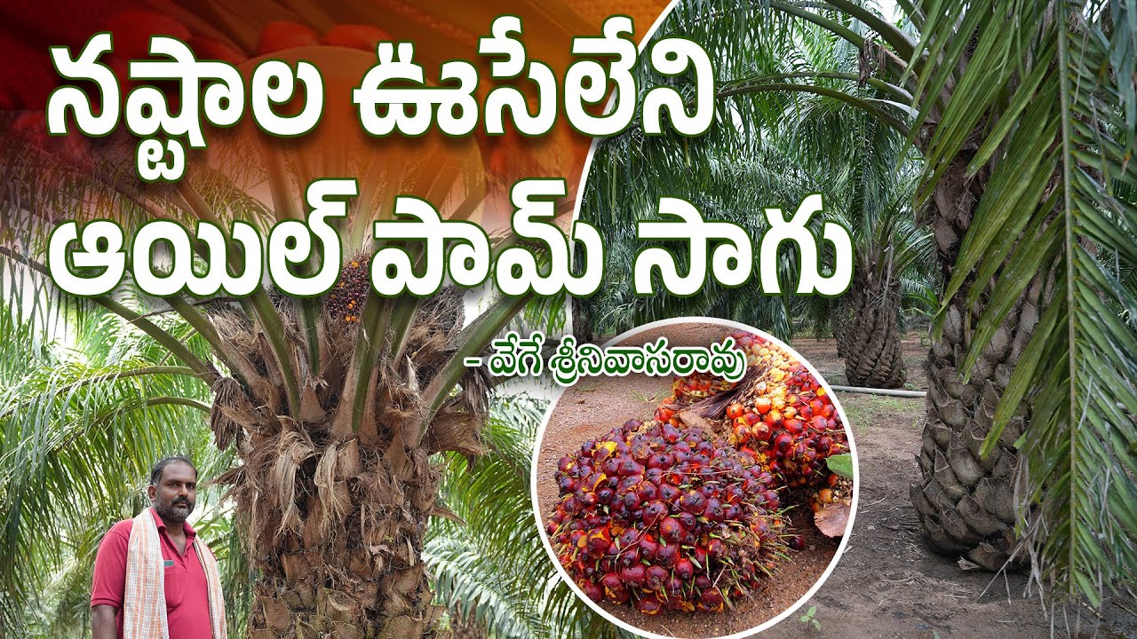 నష్టాల ఊసేలేని ఆయిల్ పామ్ సాగు I Palm oil cultivation| Palm oil tree | Oil palm farming |Palmoil