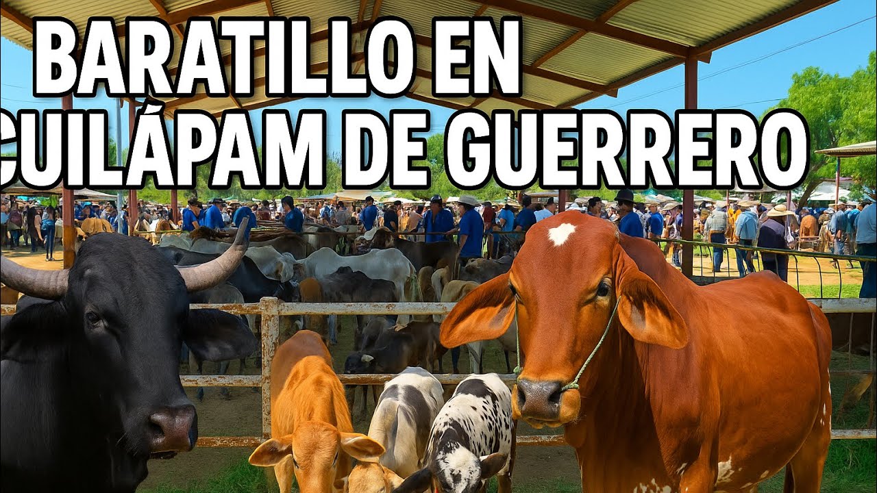 BARATILLO CUILÁPAM DE GUERRERO | Ganado Sardo Negro, Brahman Rojo, Becerrros y animales menores 2/2
