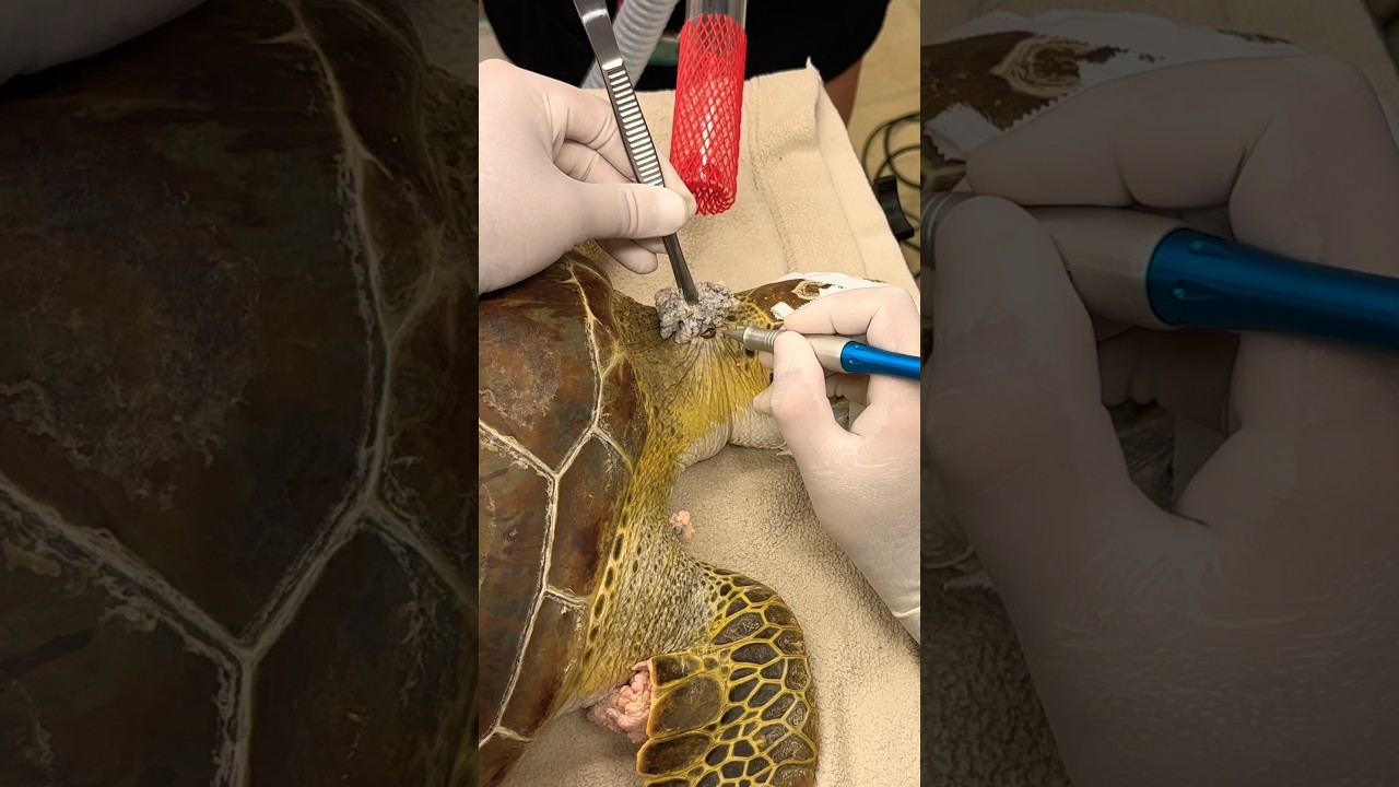 Saving Sea Turtle 🐢