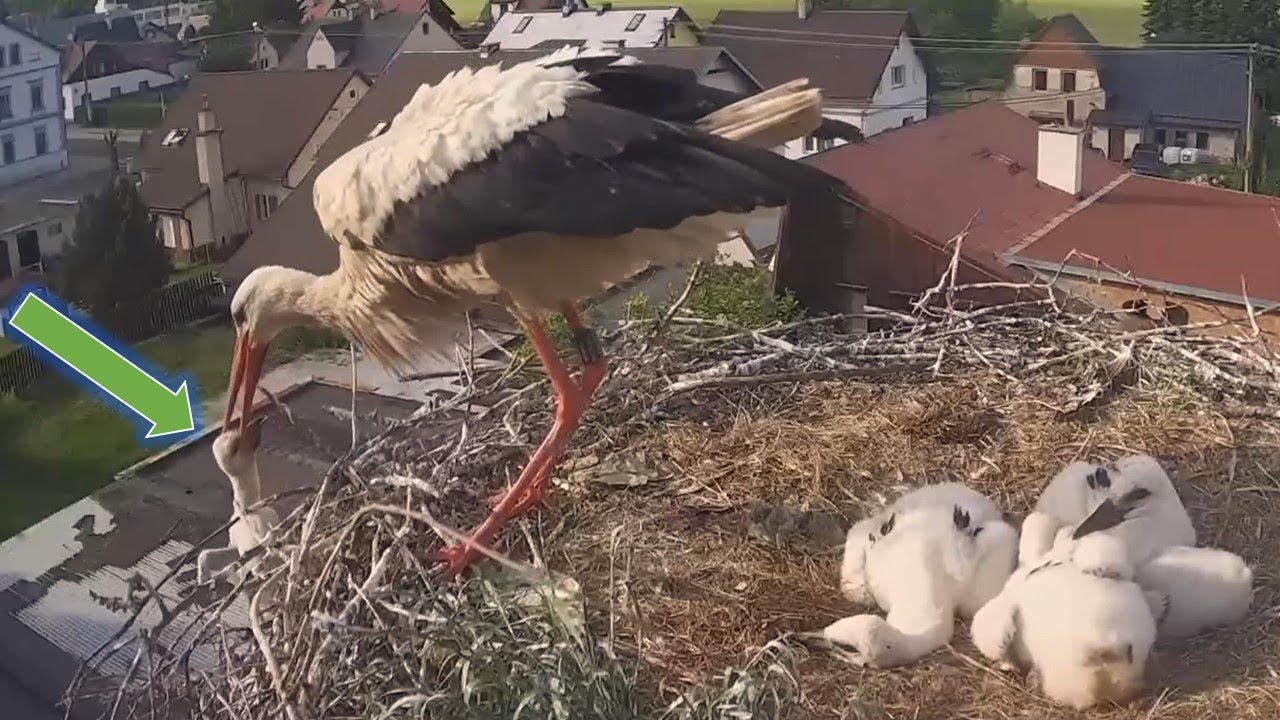 p#43 | Review parent bird and babies bird in their nest | White stork bird nest Cam #birdsnest
