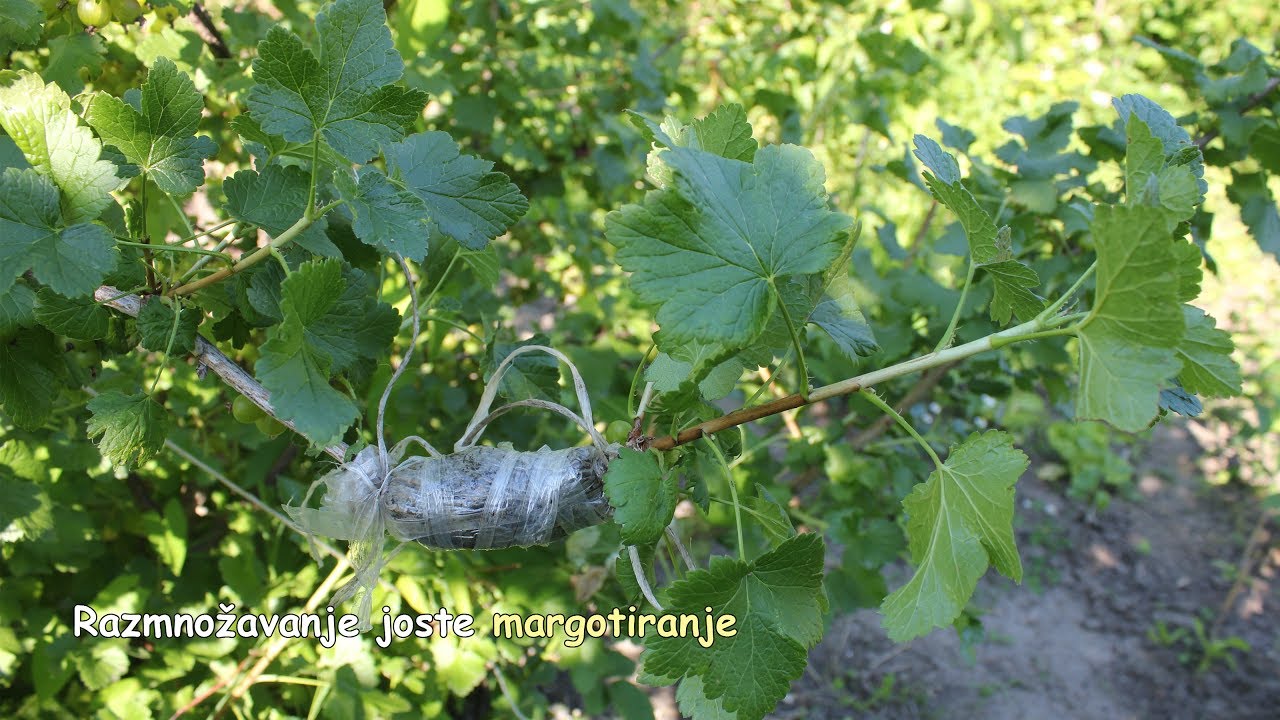 Razmnožavanje joste margotiranje