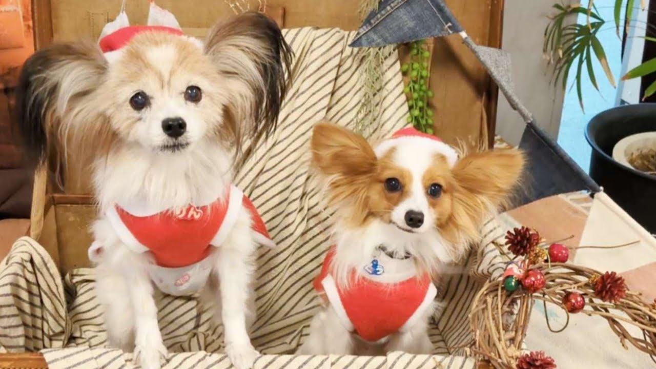 サンタになってクリスマスマーケットへ