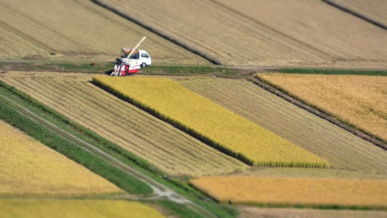 Timelapse of Rice Harvester Machines Working in Japan