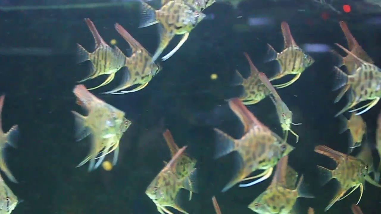 Pterophyllum skalare  Leopard