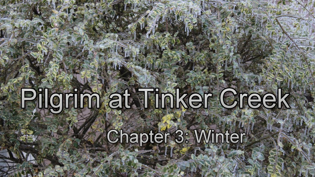 Pilgrim at Tinker Creek, chapter 3 discussion