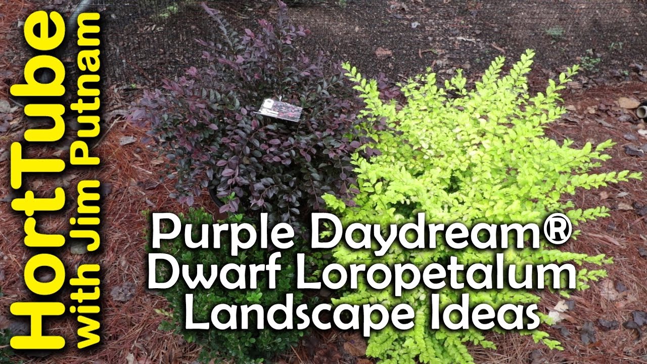Pomysły na krajobraz z karłowatym Loropetalum Purple Daydream&reg;