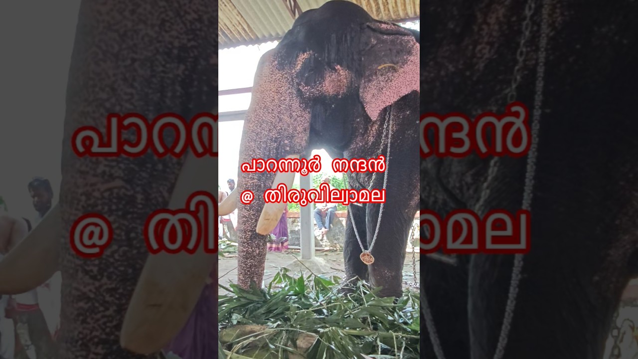 &hearts;️🐘#elephant #anapremikal #anapremi #keralatourism