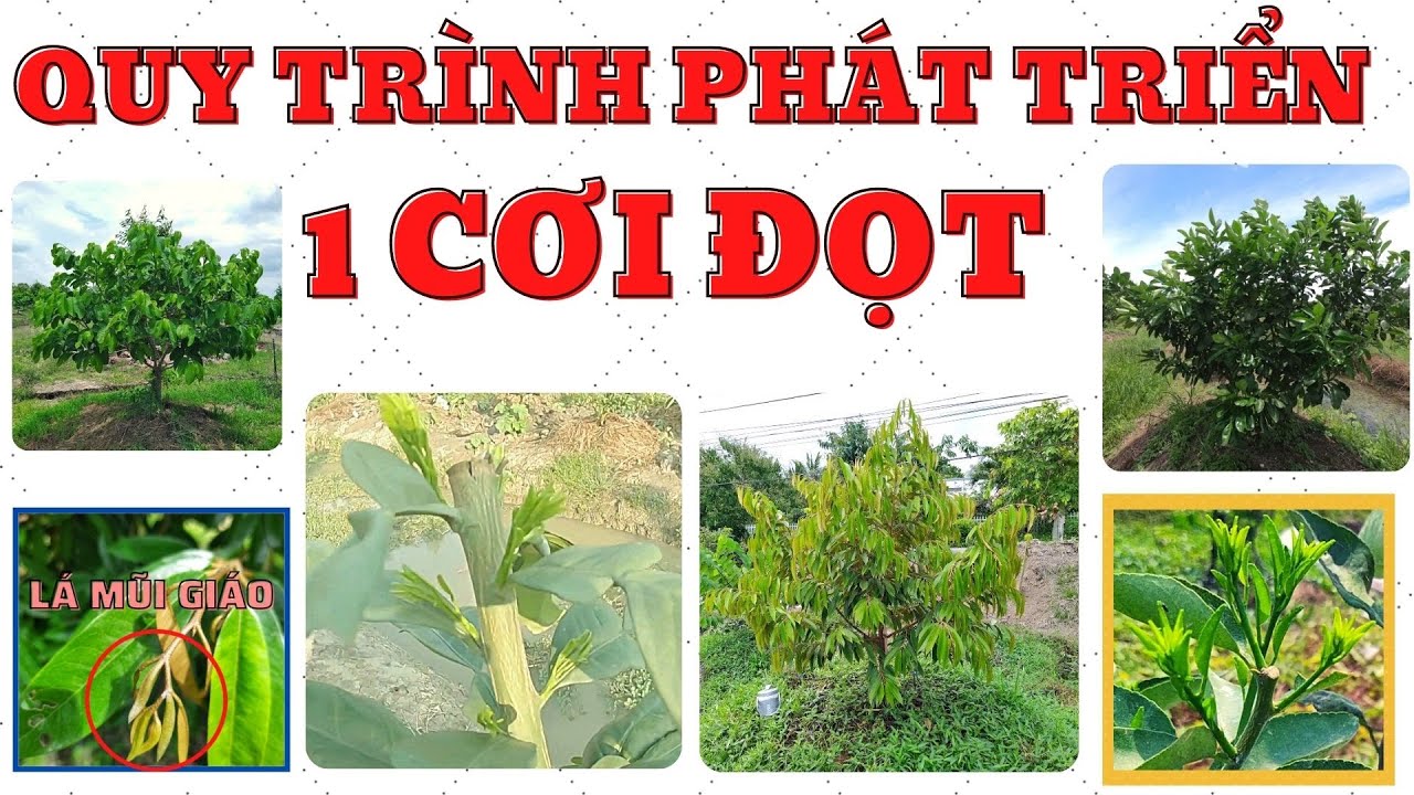 Quy trình phát triển 1 cơi đọt | Cách tạo cơi đồng loạt | Cách áp dụng phân bón đúng thời điểm