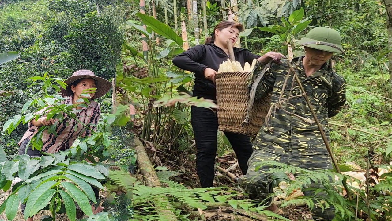 When I went to sell bamboo shoots, a deaf-mute girl followed the Phong