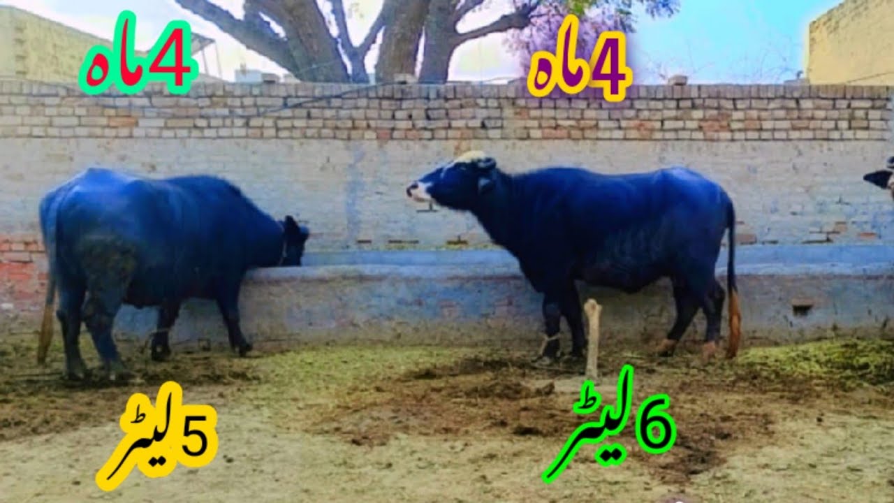 پیورنیلی کی باکھڑی جھوٹیاں برائےفروخت#NiliRave Buffalos forsale in punjab on YouTubesale 03065110914