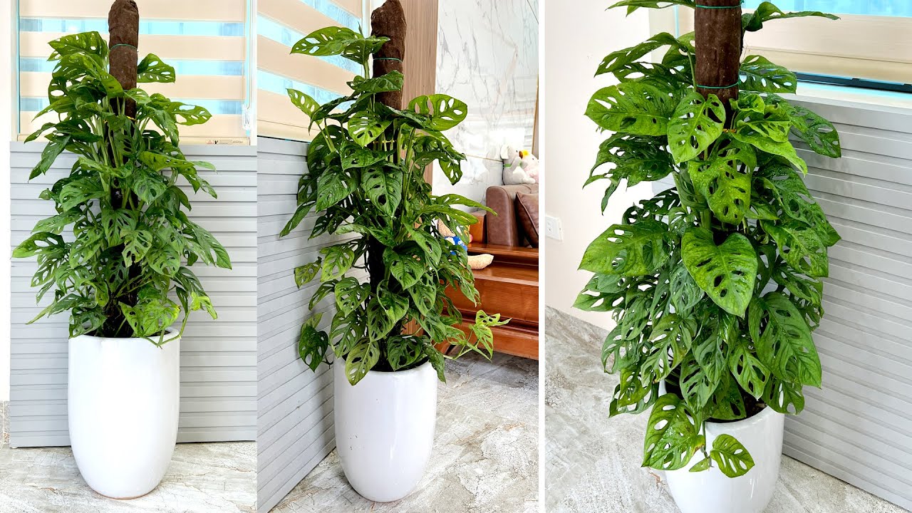 Уникальные растения Monstera Lechleriana создают прекрасные космические произведения искусства