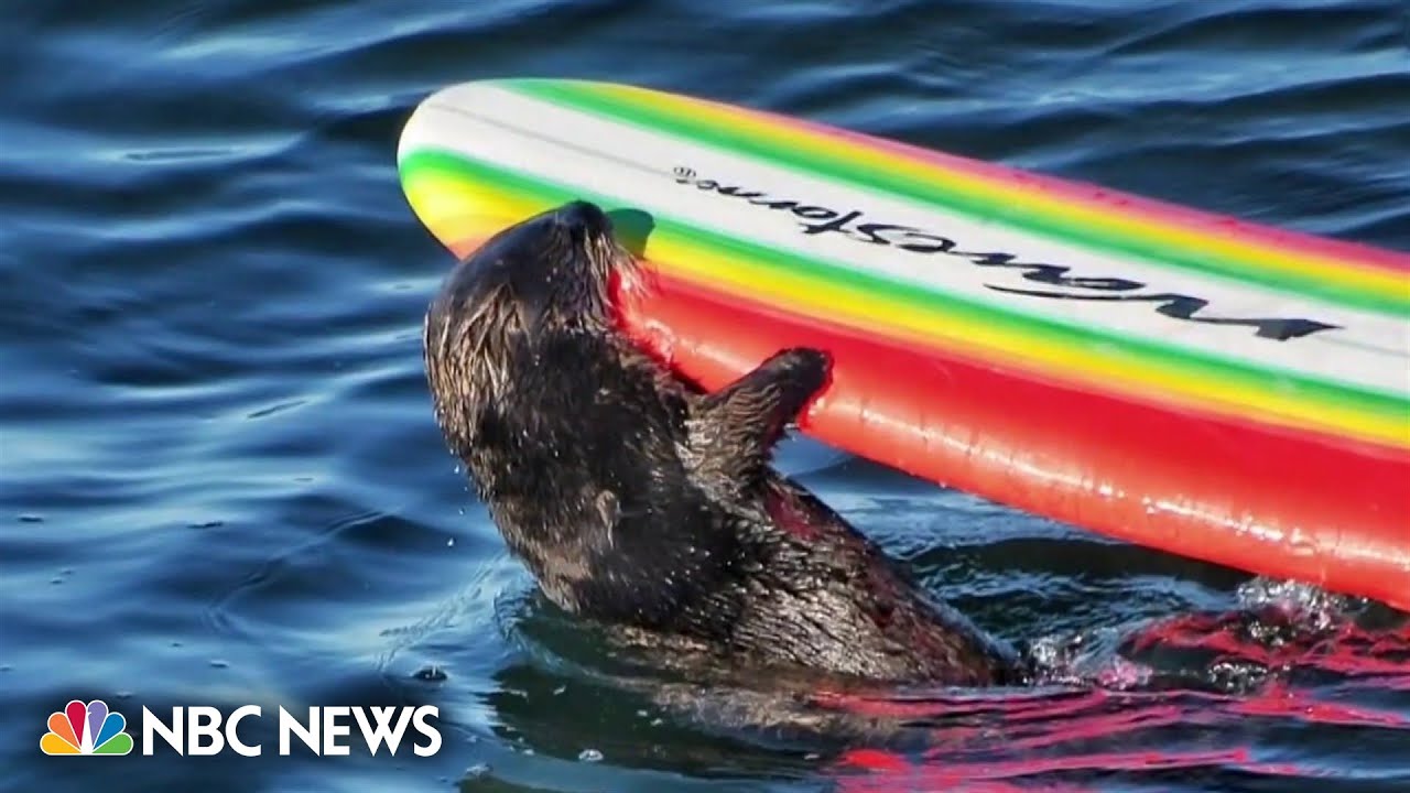 Sea otter bites and steals surfboards in California