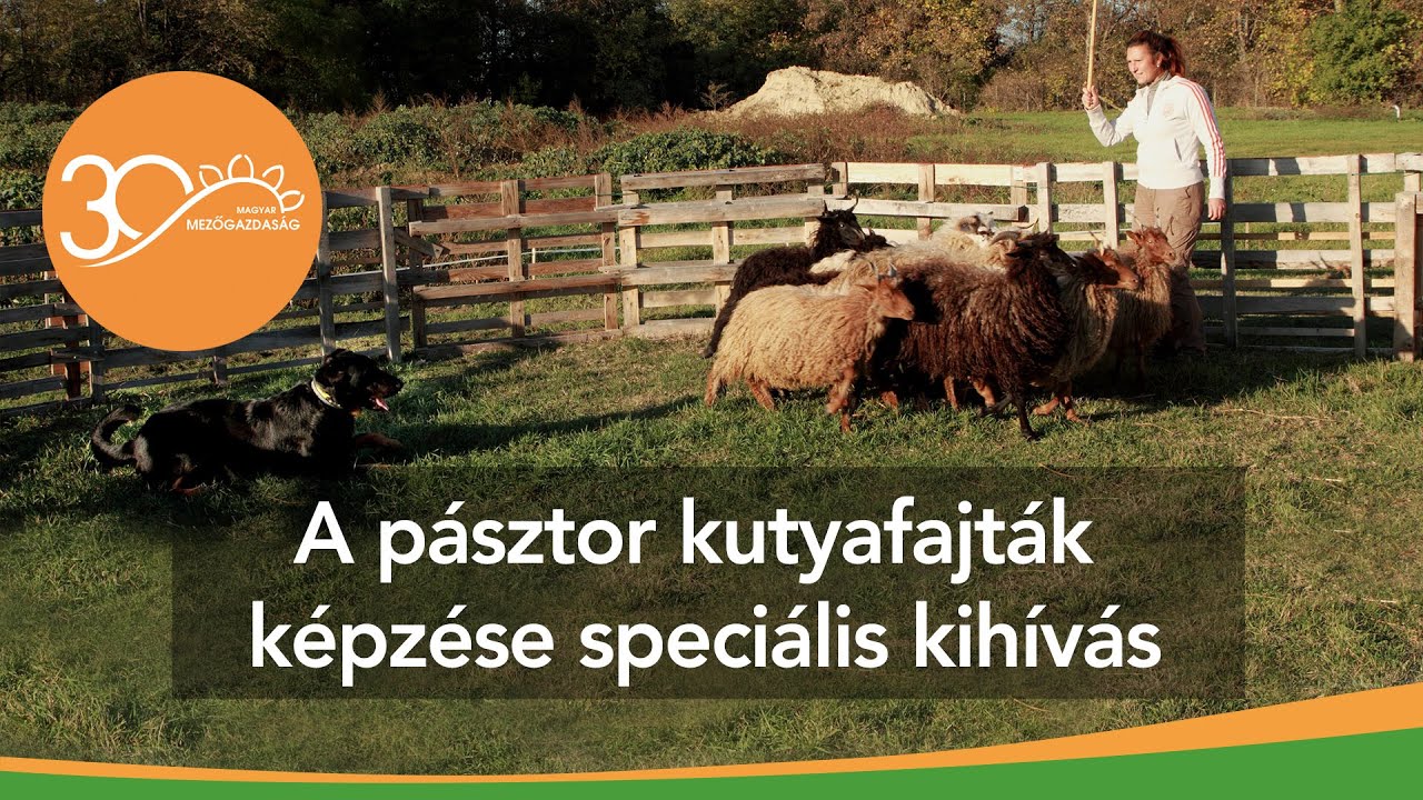MMG - Így zajlik a pásztorkutyák képzése