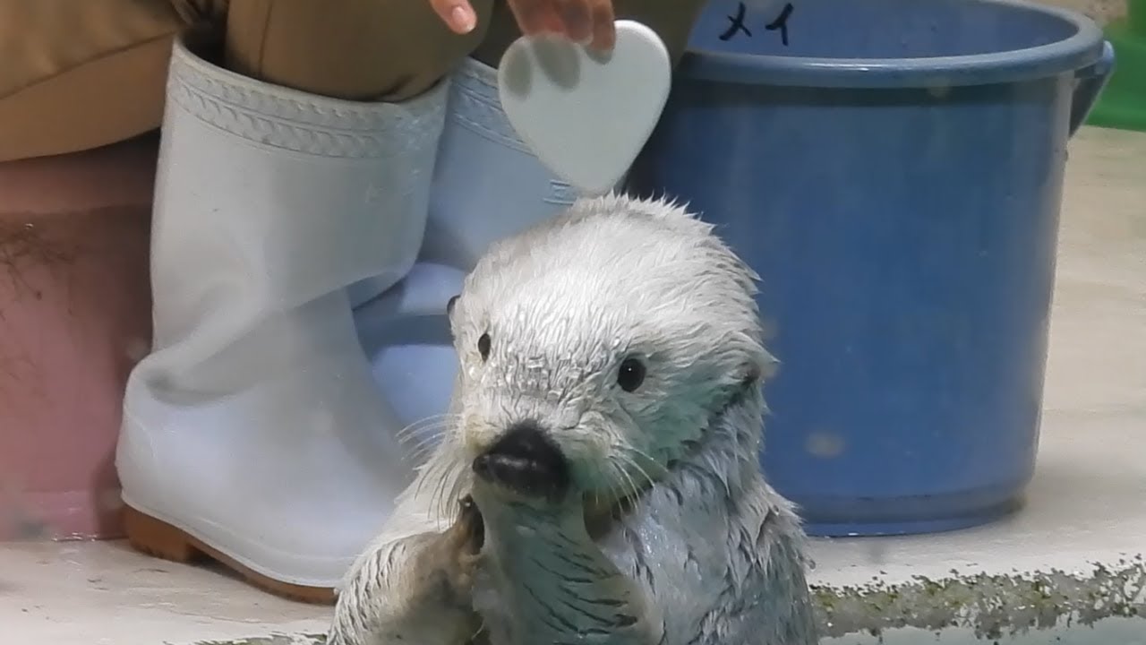 【ラッコ】メイちゃんハートでも貝でも可愛くポーズ♡
