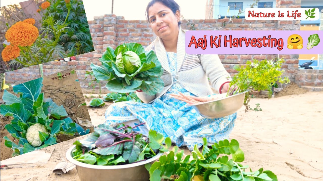 Kitchen Garden Se Itni Sari Harvesting 🤗🥬 | Vegetable Harvesting 🌿🥕🥬 | Kitchen Garden Ka Kamal 🤗