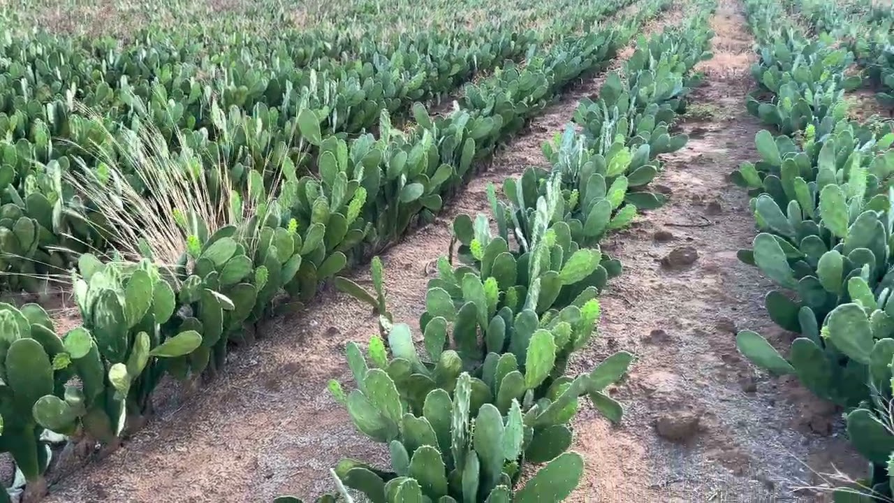 Dica importante para quem quer plantar palma adensada.