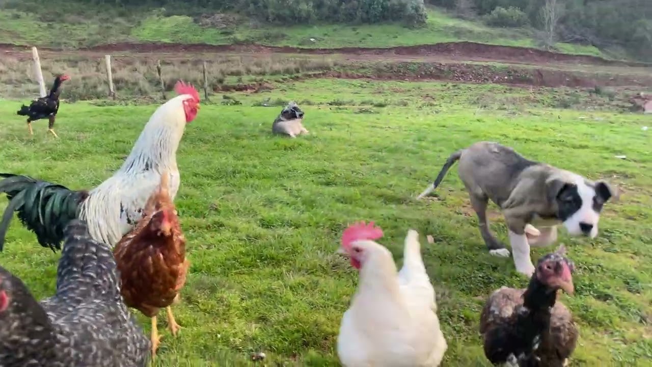 Tavuklarıma eş hane yaptım #chicken #kesfeteyyiz #keşfet #animals #köpek #köy #tavuk #kamp #çiftlik 