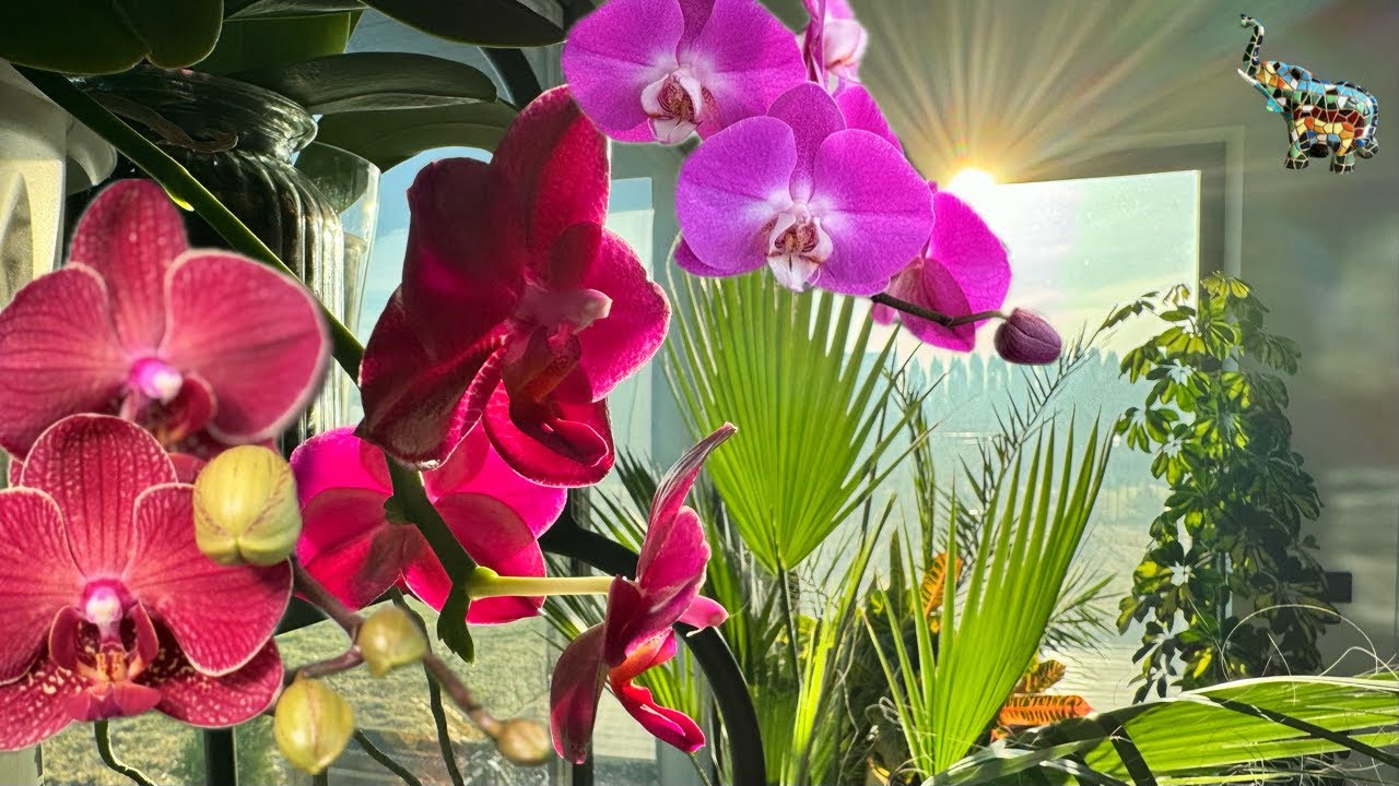 Веранда на СЕВЕРНУЮ сторону, можно ли там выращивать зимний сад ❓🤔🌴😜🔜 #phal #зимнийсад #orchid