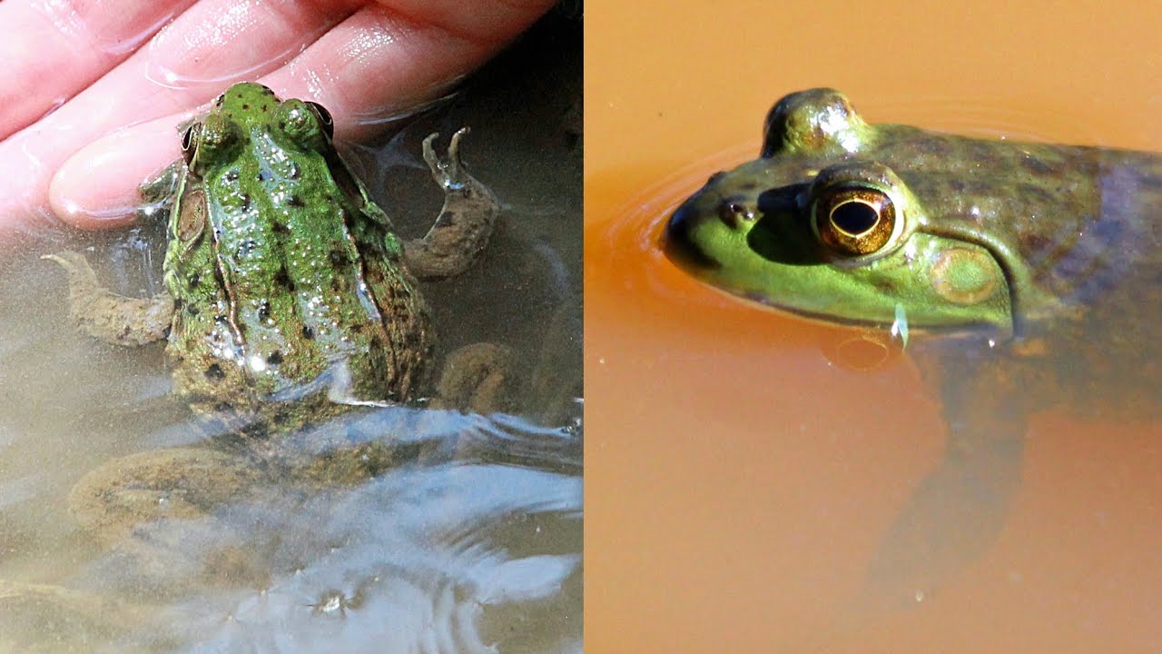 Green Frog vs. Bullfrog | CREATURE FEATURE #6