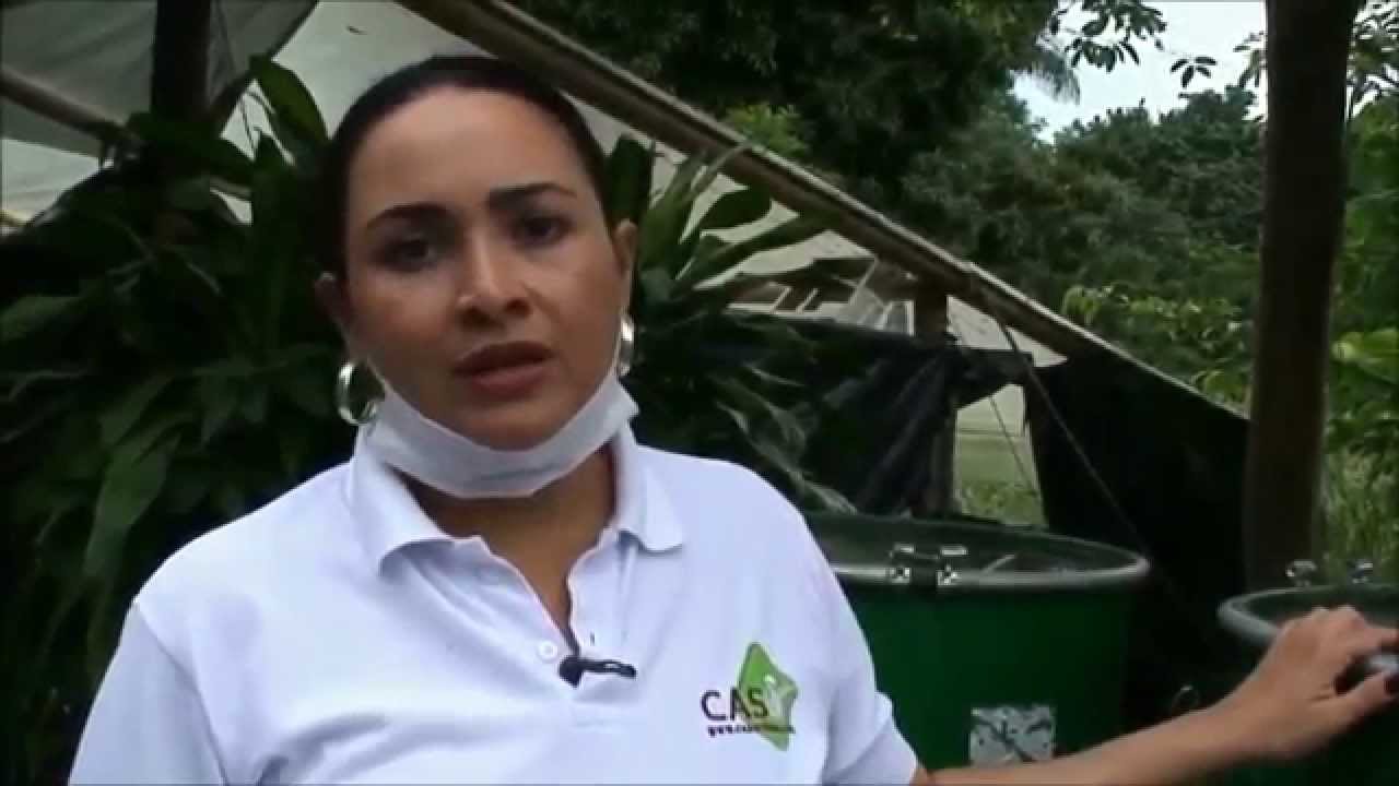 Como hacer un Cultivo de Setas Orellanas 1 de 2