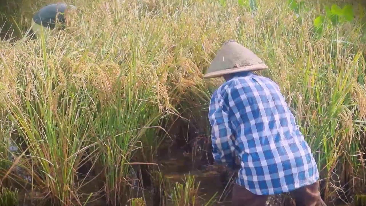 Manual Harvest: Cutting Rice with a Traditional Sickle _FarmersLife _Shorts