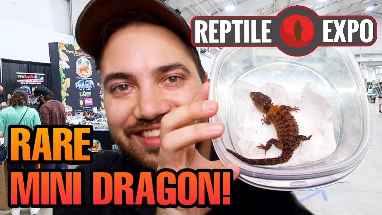 FINALLY! RAREST MINI DRAGON FOUND AT LAST REPTILE EXPO OF 2021! (Tribolonotus novaeguineae)