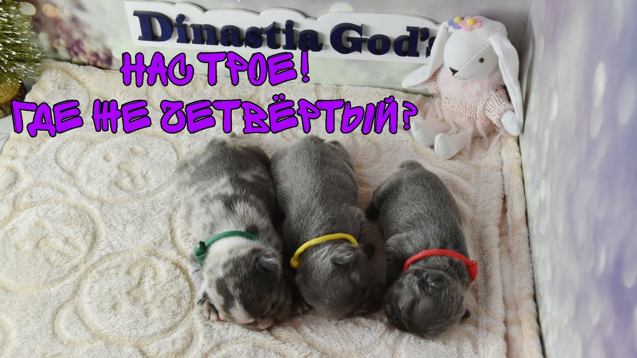 Мы родились! Щенкам чуть больше двух недель! Но всё пошло не по плану... 