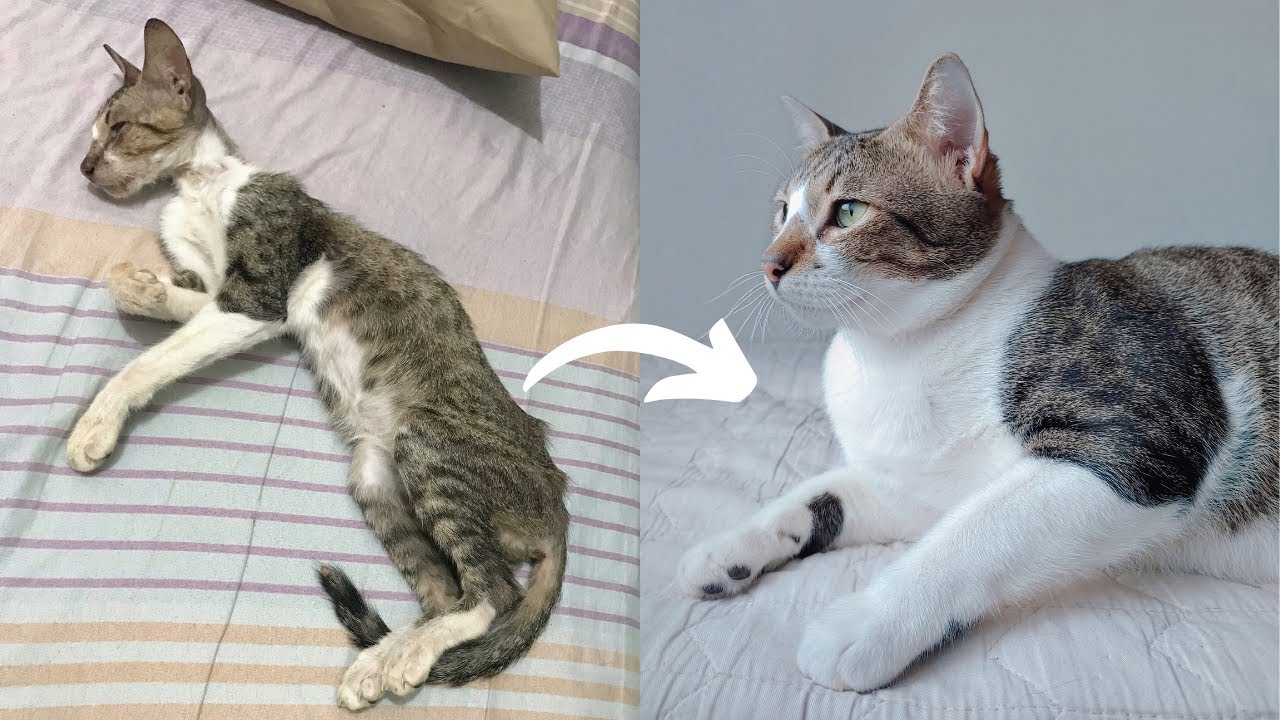 Street Cat Rescue: Before and After | Stray Cat (Puspin) Transformation