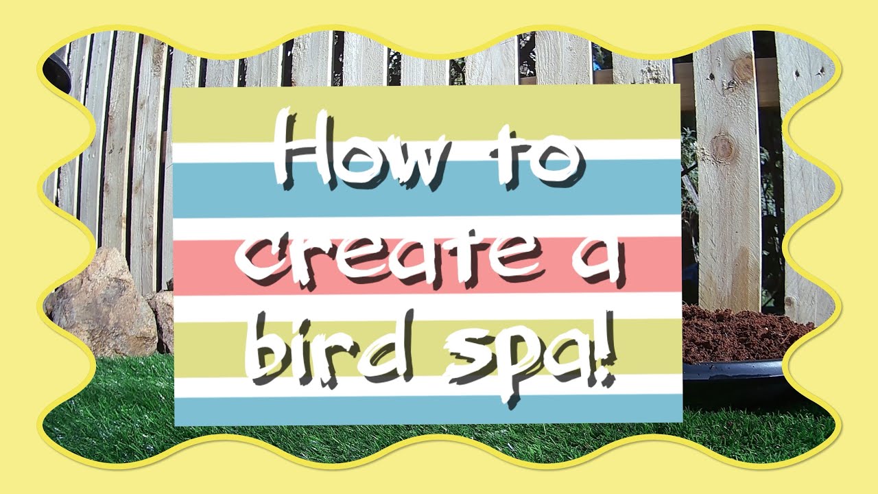 How to create a bird spa for your wild garden birds, everything you need to know