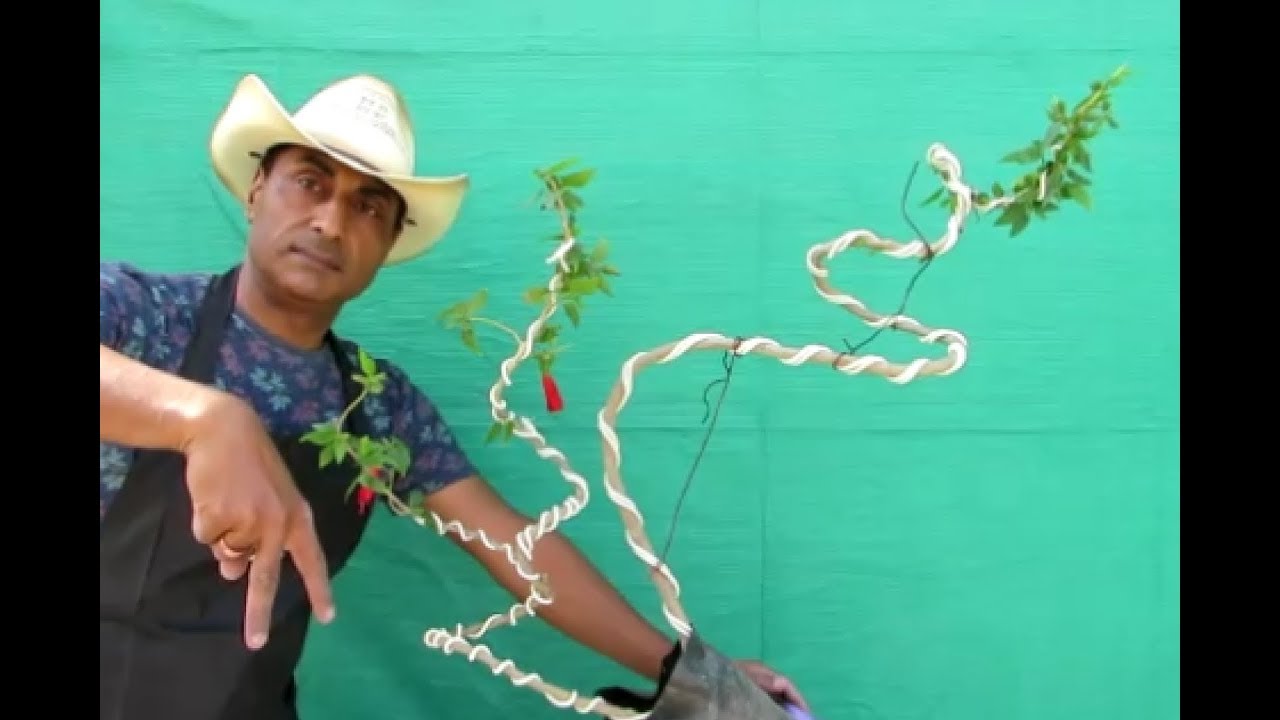 Hibiscus Bonsai/How to make Literati Style Bonsai/Bonsai Hunter