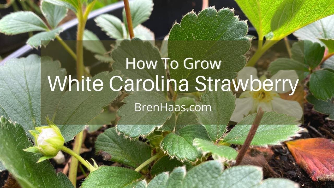 Growing Carolina Pineberry Plants