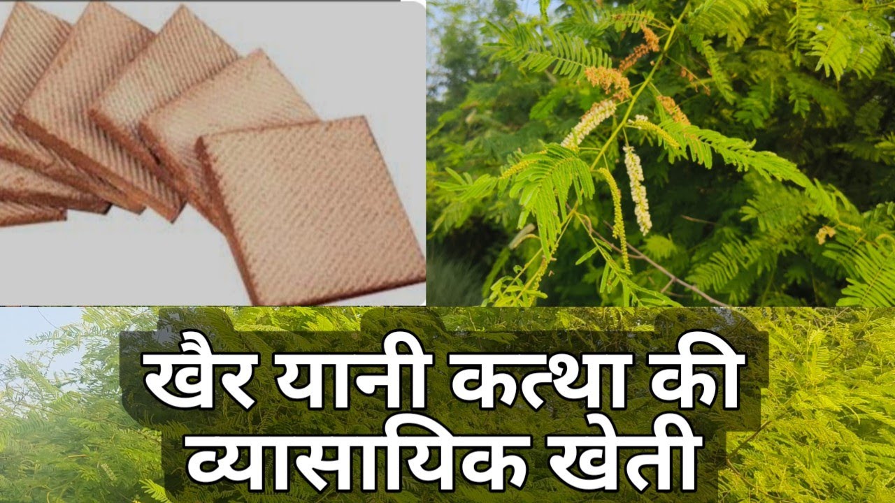 कत्थे यानी खैर की खेती।ऐकेशिया कैटेचू (Acacia catechu (Cutch tree)Catechu की व्यवसायिक खेती कैसे करे