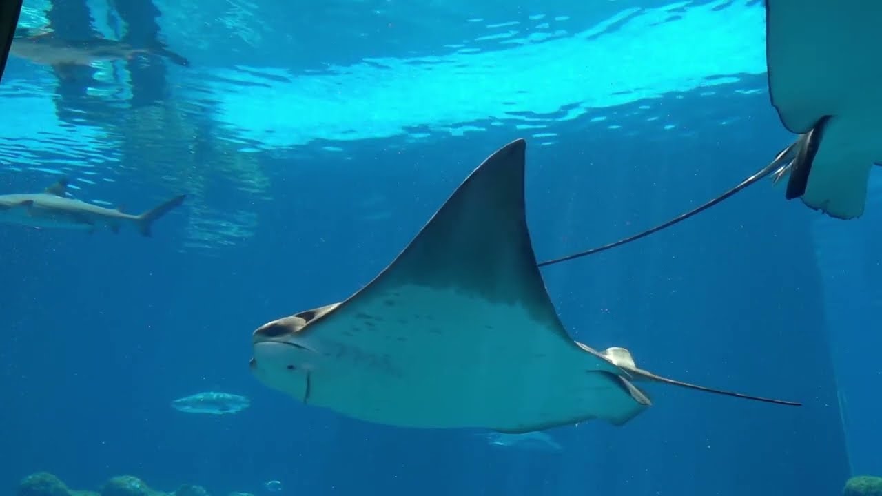 UNDERWATER SEA CREATURES /CADLMA #sea #seacreatures #underwater #relaxingviews #relaxingscenery