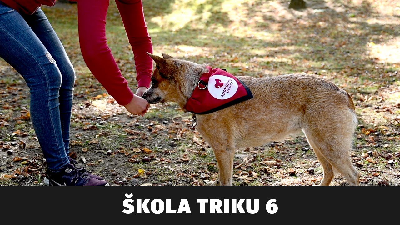 Škola triku - Šestý díl - Tlapka TV