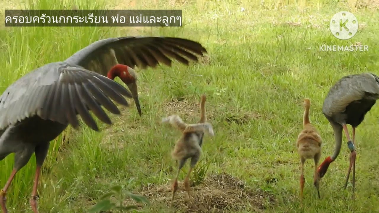 ครอบครัวนกกระเรียนพันธุ์ไทย บุรีรัมย์